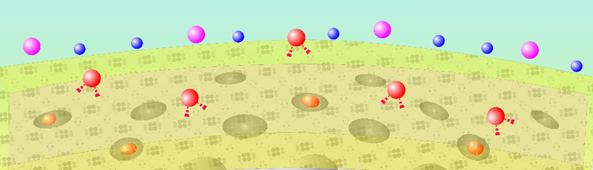 研制出近紅外激發的納米探針，監測神經元活動伴隨的鉀離子的動態變化